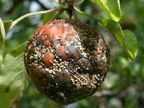 Manzana podrida